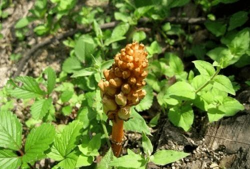 價格暴跌 去年上百噸不愁賣,今年又是幾十噸堆成山?jīng)]人收,問題出在哪里