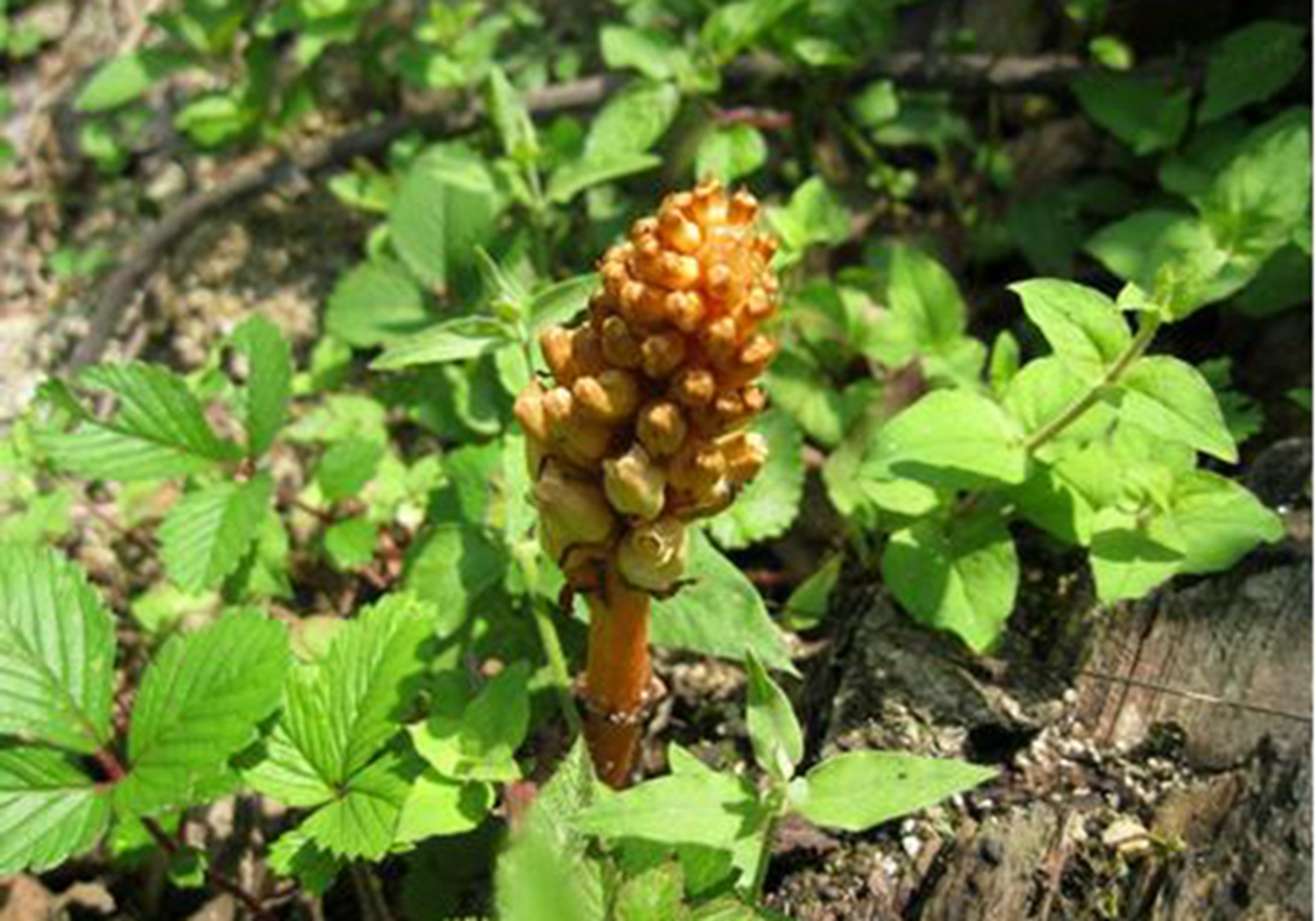 天麻- 2020年最新商品信息聚合專區(qū) - 愛采購