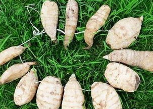 科農(nóng)9號(hào)天麻輕松創(chuàng)業(yè)無(wú)憂的好項(xiàng)目