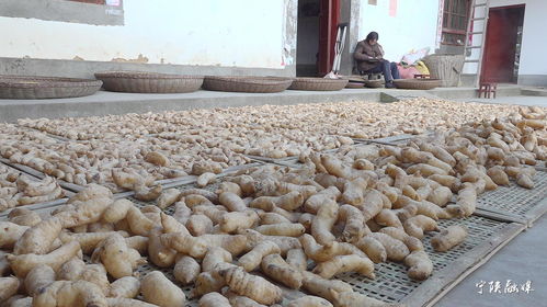 寧陜天麻 香菇地理標(biāo)志 農(nóng)產(chǎn)品區(qū)域品牌價(jià)值分別達(dá)到4.23億元 2.26億元