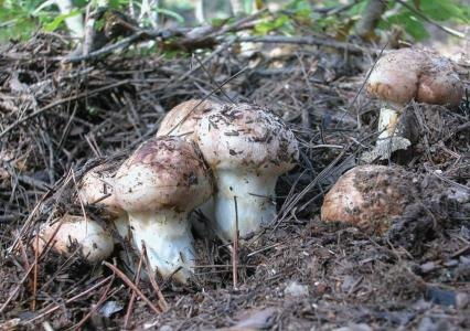 四川高原特產(chǎn)有哪些 丹巴縣革什扎鄉(xiāng)卓斯尼村林果種植專(zhuān)業(yè)合作社 野生天麻