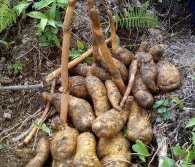 1種野生植物&ldquo;珍貴&rdquo;,被稱(chēng)為天麻,生長(zhǎng)在山溝里,1公斤800元!