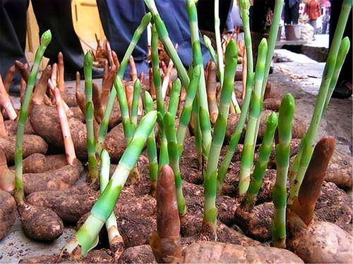 鄉(xiāng)村此 農(nóng)產(chǎn)品 ,村里人當(dāng)土豆燉雞,城里人做成 昂貴盆景