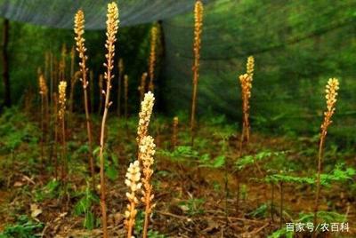 天麻的功效與作用禁忌,能祛風止痛忌易過敏者食用